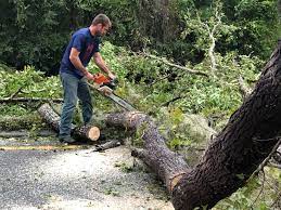 Best Tree and Shrub Care  in Bethpage, NY